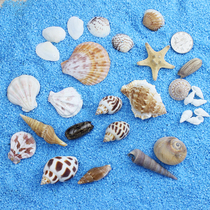 Natural shell conch sea star fish tank decoration wishing bottle Lucky Star bottle decoration underwater world ornaments gift