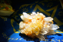 Has been out (back to that era No 873) Dragons protection giant rainbow white crystal crystal cluster solitary product