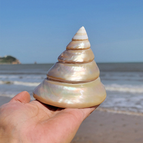 Natural pearl tower snails with great sea snail shell fish tank for view birthday present office swing piece collection