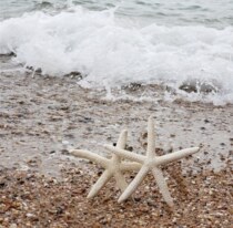 Natural super large conch shell coral finger starfish tank landscaping Mediterranean decorative wall stickers advertising props