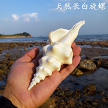 Natural super large conch long white spiral snail big shell starfish white coral fish tank landscape Mediterranean decoration
