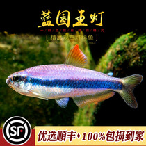 Blue King Lights Tropical Lightfish Club Tour Emperor Lights King Lights Queen Lightfish Lightfish