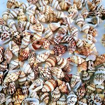 200 natural ultra-small boutique sea snail shell Drift bottle marine material bag