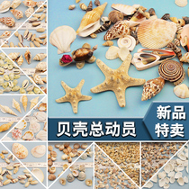 Shell patch conch accessories diy handmade granular material creative children educational gift school creation toy