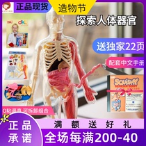 smartLAB Explore human organs Muscle structure Bone simulation anatomical model Childrens science stem toys