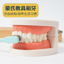 Montesse sensory enlightenment teaching aids brushing simulation teeth practice childrens sensory integration training toys washing suit model