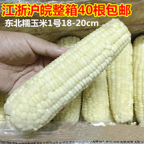 2021 new corn fresh northeast fast frozen sticky glutinous slightly sweet white corn cob 40 18-20cm