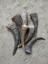 Chinese herbal medicine Rare white buffalo horn raw material Whole horn small horn Medicinal can replace rhino horn into medicine Folk remedies
