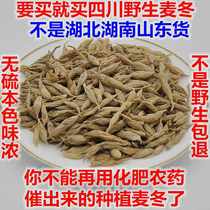 Yixintang wild Sichuan wheat winter 500g Wheat winter premium sulfur-free sand cucumber Jade Bamboo Fat Sea tea can be ground