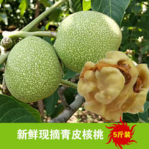 Fresh walnuts in Jixian County to green skin wet walnuts now pick green skin Tianjin Jizhou specialty thin belt green walnut