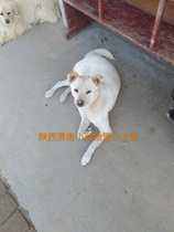 I look forward to giving your children a chance to live Shaanxi Weinan small animal love home