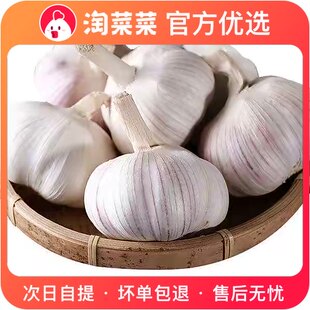 Shandong boutique garlic ball (6.0 processing level) 500g ± 50g