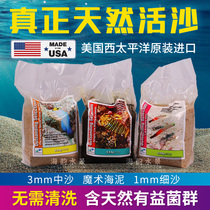 Two small fish in the United States sea coral tank natural live sand fine sand coarse sand bottom sand Magic Seaweed mud algae tank