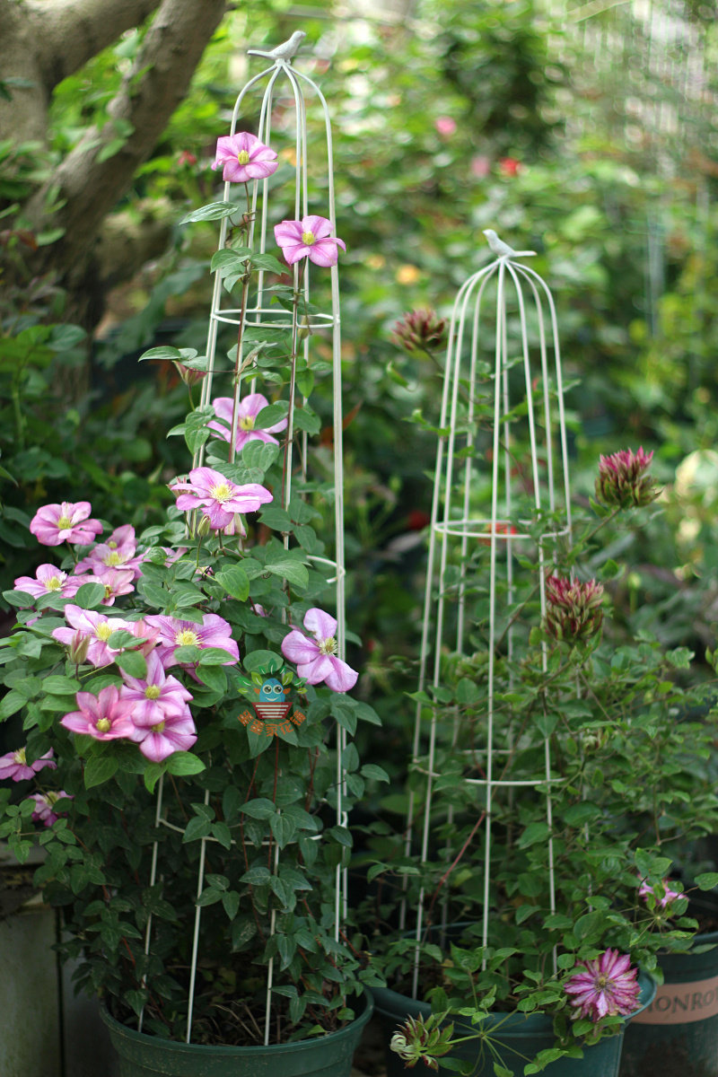 Round bird climbing rattan rack monthly iron wire lotus special frame to do the old bird cage flower rack balcony potted plant rack flower pot