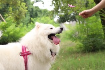 Golden Mao Seven Treasure Home Finland Hurtta Humvee professional outdoor pooch with classic saddle-style casual chest braces