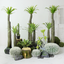 Simulation of African overlord tree large potted tropical desert green plant fake plant shop window landscaping decoration ornaments