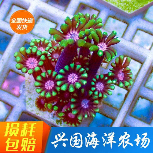 Avoothy Жасмин Цветочный коралловый флуоресцентный зеленый круглый шляпа Свладаемая драгоценный камень вентилятор цветок вентилятор вентилятор порошок искусственно размножайте океан