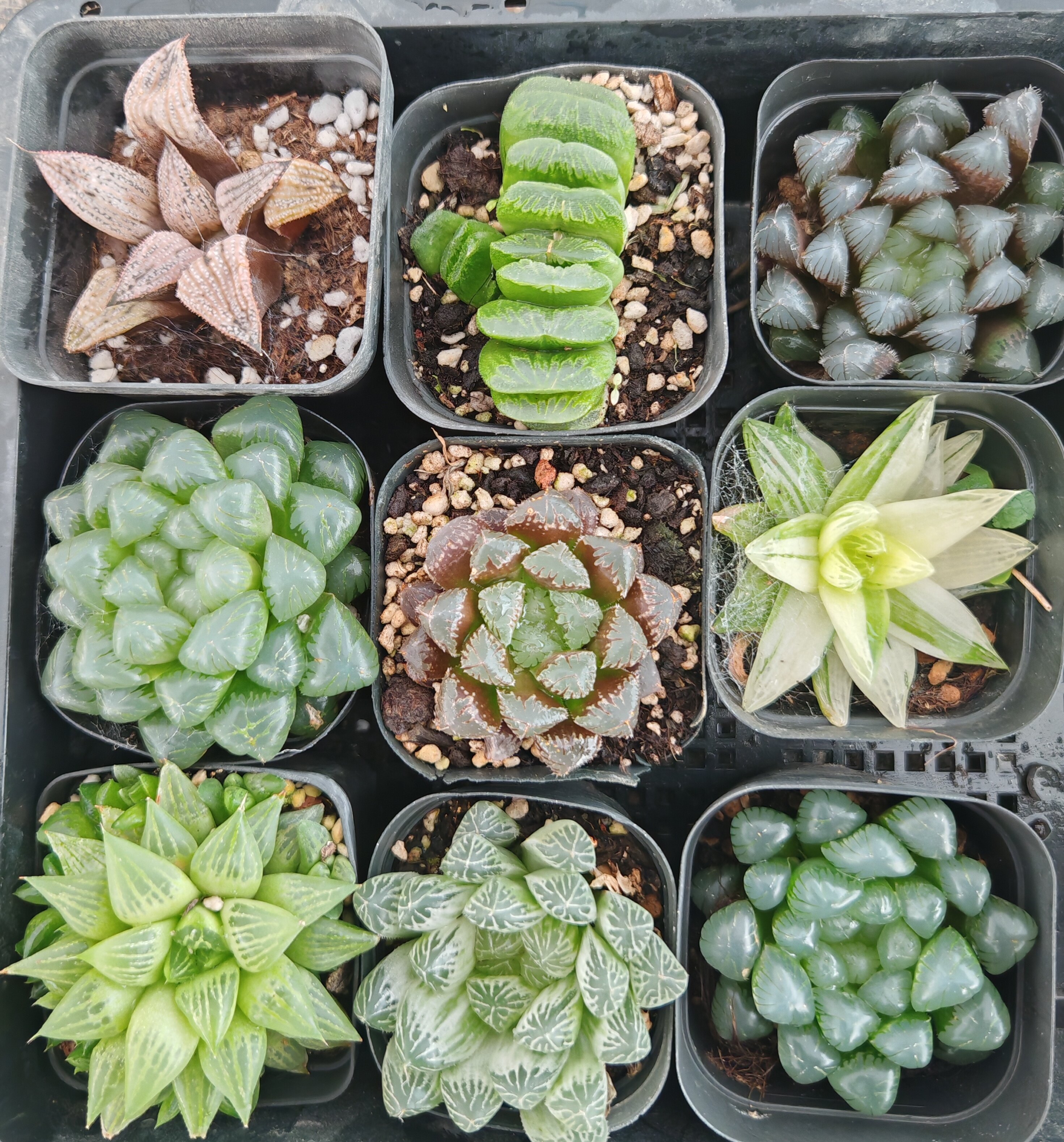 Top【選抜株】多肉植物　19935姬玉露錦　10個　鉢無し/脱土 姬寿玉露-姬寿玉露促销价格、姬寿玉露品牌- 淘宝
