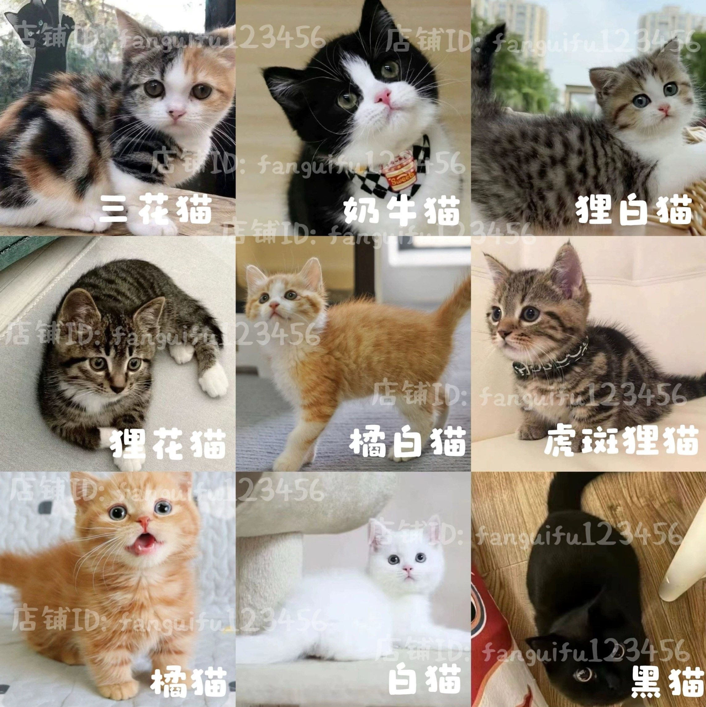 中华田园三花猫-中华田园三花猫促销价格、中华田园三花猫品牌- 淘宝