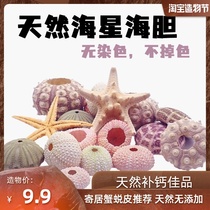 Natural sea urchin No addition No coloring Hermit crab Landscape decoration Edible snail heterosexual pet