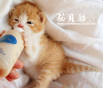 Cat Baylor Pet Bottle Small Bottle Vagrant Kitty Pussy Pussy Baby Bottle Puss Cat Feeder Cat Pacifier