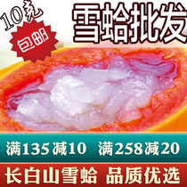Changbai Mountain snow clam oil 10 grams of artificial breeding snow clam forest frog oil Snow Clam Papaya stew snow clam
