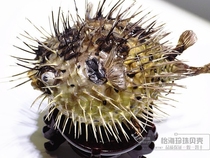 Mediterranean dolphin fish puffer fish specimen pendant marine fish skin specimen home creative gift starfish