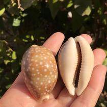 Natural Marine Snail Shells Large White Star Treasure Snail Aquariums Decorative Specimen Snail Collection Shop Window Design