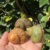 Natural conch shell cat eye snail ancient snail fish tank aquarium aquarium landscape scallop fish hermit crab for Shell specimen snail