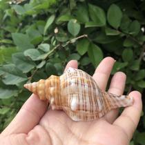 Line Bare Spiro Natural Shell Sea Snail Shell Fish Tank Adornment Aquarium Construction Seaside Seaside Crab Pendulum