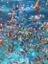 Artificial boy clown Picasso Black boy Black Ice Platinum opens to raise seawater fish living viewing