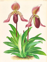 R503 (Jean Jules Linden) Orchid Picture Color Painting Gallery 3