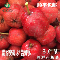 Fresh hawthorn fruit Fresh freshly picked Hawthorn fresh fruit Special big fruit Shanli Red fruit Rock sugar gourd medicine leads to big five edges