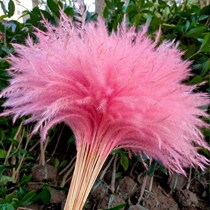 Reed dried flowers Pu Reed pink color coffee shop decoration bouquet ornaments net red Korean style fashion Nordic style