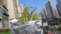 (Cos home) 5 packs of *SP special class Canada TiMoses grass doubled-pressure training to pick up a pet