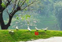 Stainless steel cast pigeon decoration small ornaments outdoor garden landscape decoration small ornaments sculpture sketch art