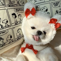 Original design bear hat with dog cat headdress dress up pet headgear autumn and winter Net red tide