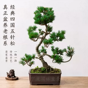 五针松精品盆栽-五针松精品盆栽促销价格、五针松精品盆栽品牌- 淘宝