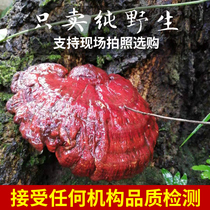 Guizhou wild Ganoderma lucidum pure natural pruned blood Ganoderma lucidum can be sliced 250g red Ganoderma lucidum dry liquor