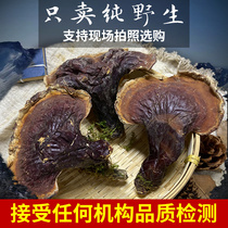 Authentic Changbai Mountain pure wild Pine Fir Ganoderma lucidum 100 grams can be sliced powder sparkling wine Northeast pruning Phnom Penh Ganoderma lucidum