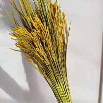Rice ear dried flower bouquet pastoral plants Nordic decoration display farmhouse star dried wheat ear props shooting