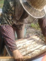 Northeast beekeepers produced linden honey