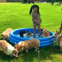 Corgi peripheral short-legged big ass pet peripheral original video cartoon Corgi(for kennel customers only)