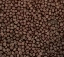 Shanghai Yiwen turtle turtle farm self-use tortoise grain feed pellets deep water turtle diving turtle egg turtle turtle turtle seedling tortoise grain