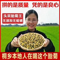 Chrysanthemum tea fetal chrysanthemum bulk Tongxiang fetal chrysanthemum king large particles Hang white chrysanthemum authentic 200g special to Hangzhou flower tea grade fire