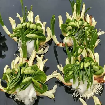 漳州水仙雕刻种球-漳州水仙雕刻种球促销价格、漳州水仙雕刻种球品牌- 淘宝