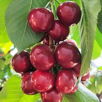 Dalian Wafangdian Deli Temples own beautiful early sand honey beans red cherries were picked on the same day.