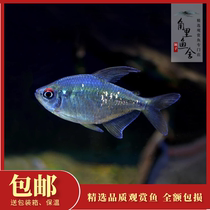 The Fish House in the Corner South American diamond lightfish flashing tropical fish watching fish live fish