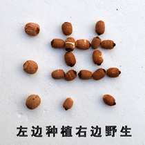 Non-artificial planting of red lotus with core no fertilizer no residue pure natural green food