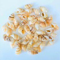 One yuan 50 small conch shells home platform fish tank landscaping micro landscape decorations creative DIY shell painting